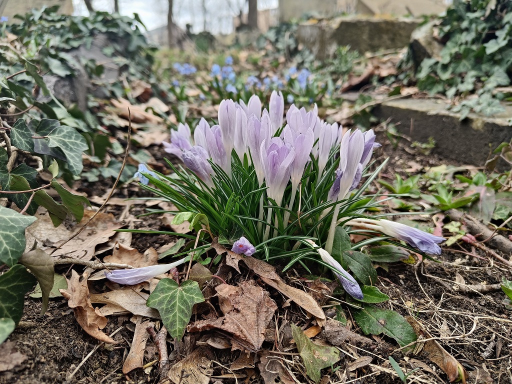 Frühling auf dem Eliasfriedhof