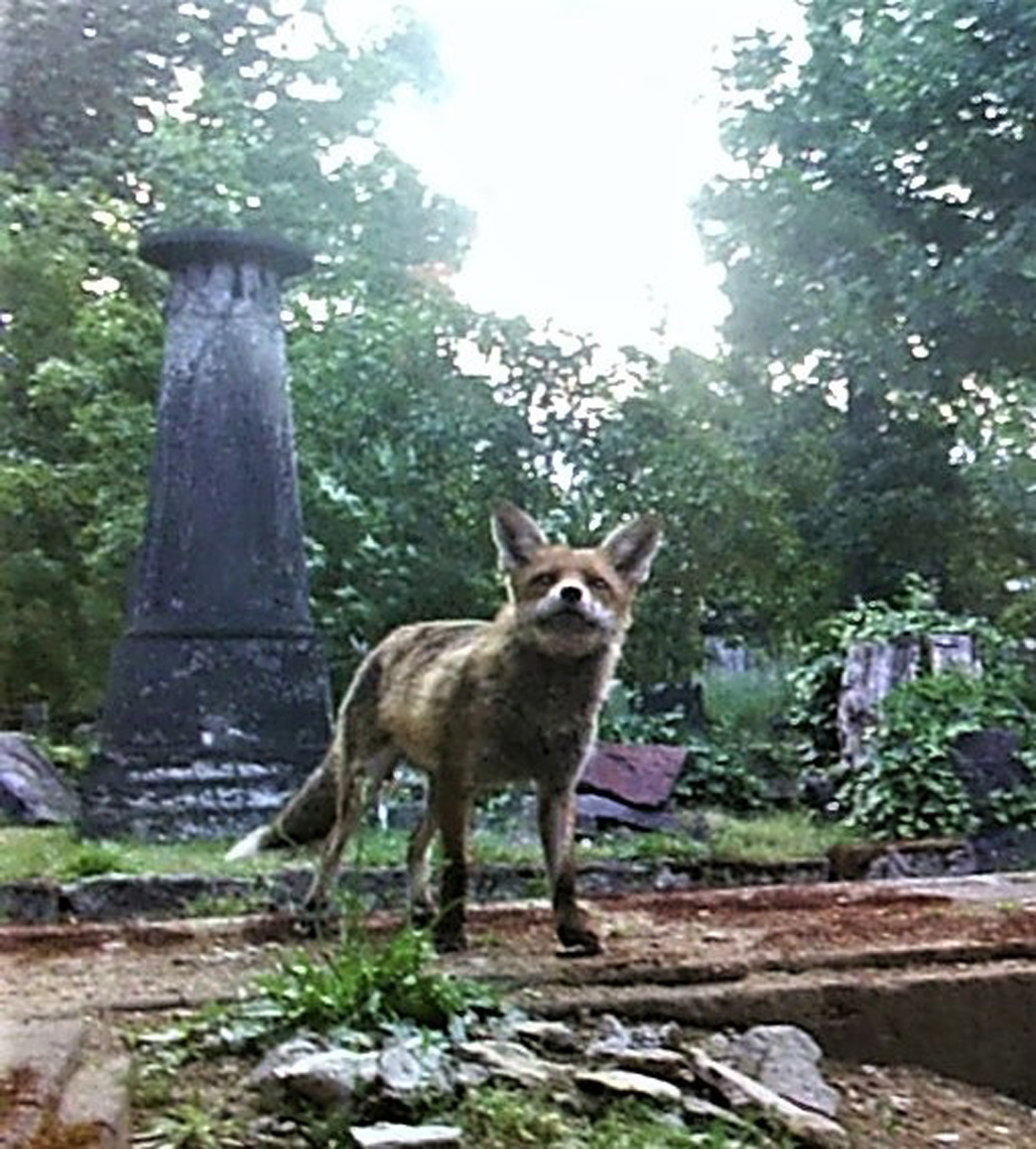 Fuchs auf dem Eliasfriedhof