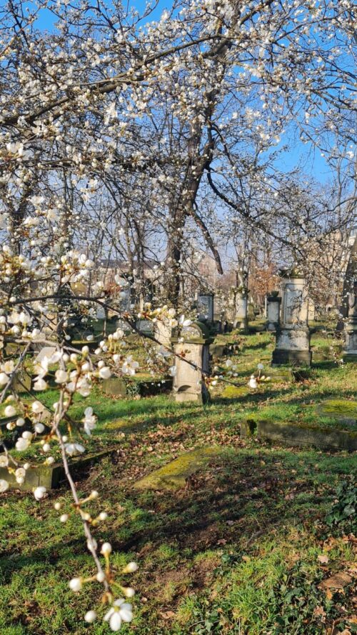 Frühling auf dem Eliasfriedhof, Foto: Volker Neumeister